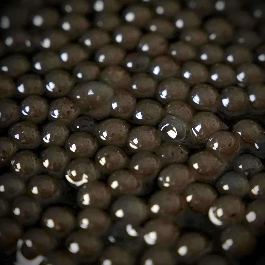 Perlas_de_Trufa_Negra_Truficas_003