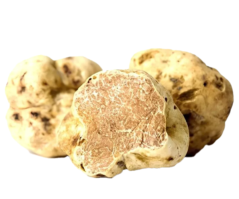 Trufa blanca / Tuber magnatum